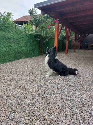 francuski buldog plavi cena: Border koli/collie štenci. Vakcinisani, revakcinisani i očišćeni od — 7