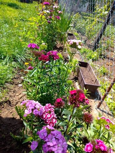 Sve za vikendicu i baštu: Na prodaju seme turskog karanfila mix od 50+/- semenki - 100 dinara — 6