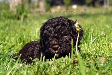 Sweatpants: Lagotto Romagnolo štenci dostupni u odgajivačnici Ideal Dale Otkrijte — 10