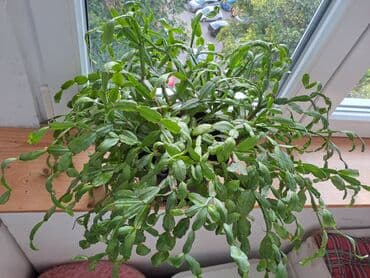 fenjer na petrolej: Božićni kaktus, Slumbergera (Schlumbergera hibridi) poznat je i pod — 2