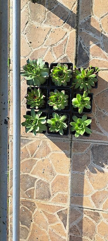 jysk staze za hodnik: Sukulente – čuvarkuće (Sempervivum) u plastičnim saksijama - Rozete — 1