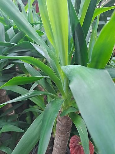 papagaj biljka: Yucca, Drvo Života 70 centimetara visina sa prve i druge slike je — 2