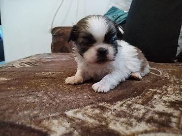 nimfa papagaj cena: Štenci malog rasta – pahuljaste maze - Dva šteneta sitne građe — 2