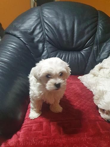 Psi: Štenci maltezera spremni za preuzimanje — 1