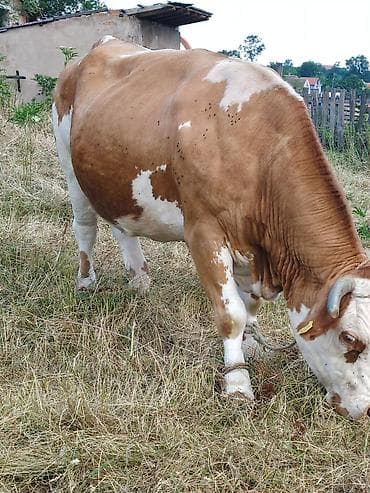 domaće ćurke prodaja: Krava na prodaju 600kg — 2