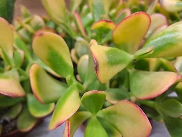 sobna vrata jagodina: Zamija, velika biljka, 80 centimetara visina sa prve slike je 2000 — 2