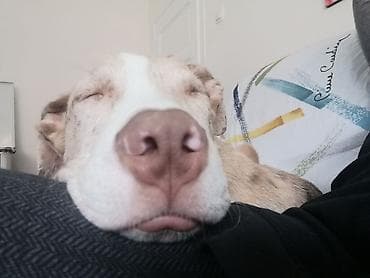 bul terijer mini: Miki traži dom. Mešanac je u tipu pit bula. Ima 10 meseci, vakcinisan — 2