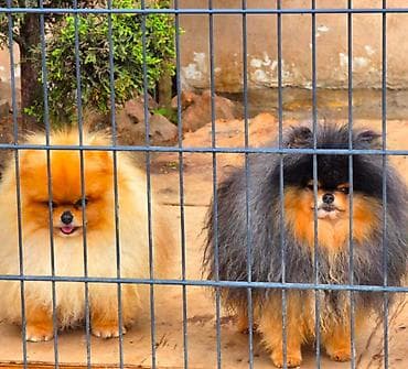bison na prodaju: Najlepsi Pomeranci Boo samo u Pom_Hash_Starsu, bebe najkrace njuskice — 5