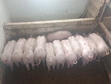 Mačke: Na prodaju prasici od 23 do 28 kg. cena 330 din. po kg — 1