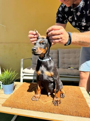 zlatni retriver odgajivacnica srbija: Doberman stenad. Ostenjeni su 28.06.2025. Spremni su za preuzimanje — 14