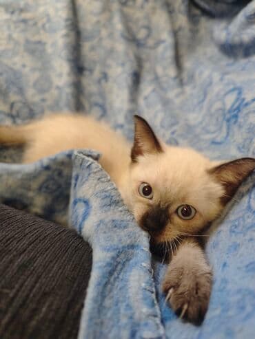 Cats: Dostupno sijamsko mače muškog pola, naviknuto na kućne uslove, naučeno — 4