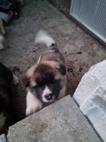 psi pomeranci na poklon: Američka Akita štenci Štenci Američke Akite spremni za preuzimanje od — 4