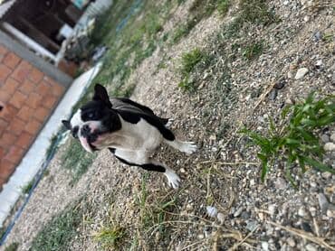 mali psi za udomljavanje: - Rasa: francuski buldog - Boja Dlaka: Crno-bela - Veličina Psa: Mala — 1