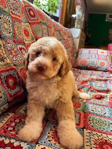 golubovi kupujem prodajem 2 strana: Nasa odgajivacnica lagotto romagnolo pasa A GANG OF LAGOTTA FCI 7244 — 16