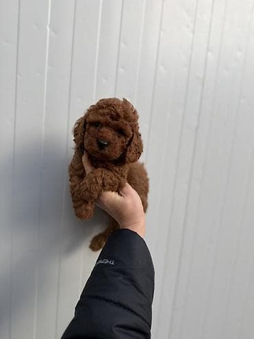 Psi: Stenci toy i mini pudle vrhunske genetike registrovana odgaivacnica — 4