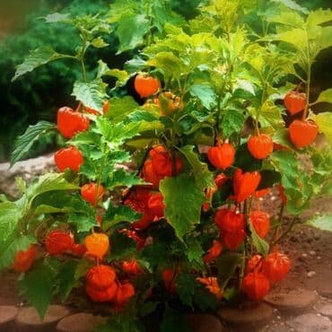 stalak za cvece ikea: Lampion cveće seme mix
Pakovanje 0.5gr
Cena:600din — 1