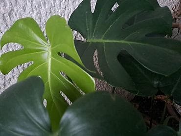 Filadendron, velika biljka, jednostavan za odrzavanje na lalafo.rs Filadendron, velika biljka, jednostavan za odrzavanje