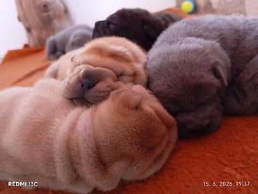 kupujemprodajem kavezi za pse: Štene Shar Pei – leglo - Rasa: kineski Shar Pei (čistokrvni izgled — 1