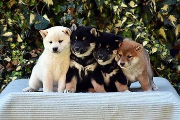za stan mali psi na poklon: NEW "MINMIGORA' S" litter "Minmigora' s" Shiba Inu kennel present new — 4