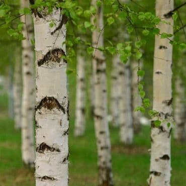 Srebrna breza (Betula pendula) – ukrasno drvo - Elegantno drvo sa