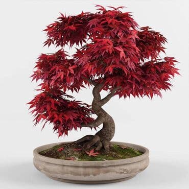 mini motorne testere: Sakura Bonsai mini japanska trešnja seme
Cena: 650din/5 semenki — 4