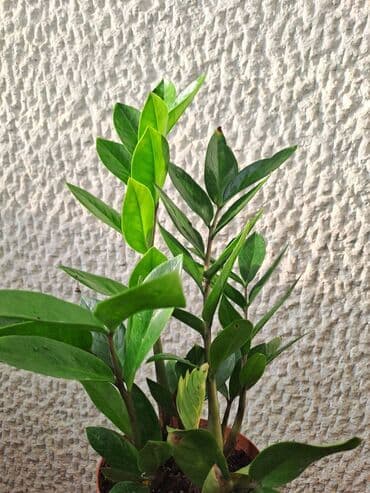 Other Houseplants: Filadendron Brazil sa prve i druge slike je 800, Palma Areca sa trece — 7