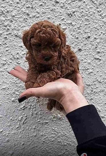 Psi: Stenci toy i mini pudle vrhunske genetike registrovana odgaivacnica — 2