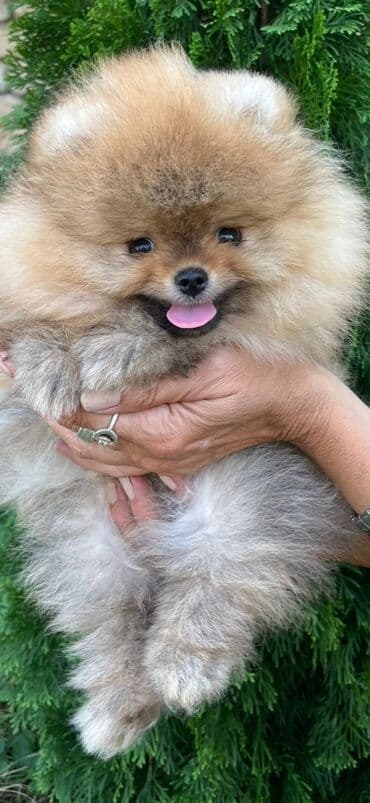Psi: Pomeranac (Spitz) štene – fluffy mini meda - Rasa: pomeranski špic — 5