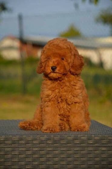 Pets & Animals: Toy pudle Odgajivacnica "Team AS Trajkovic" u ponudi ima prelepe toy — 5