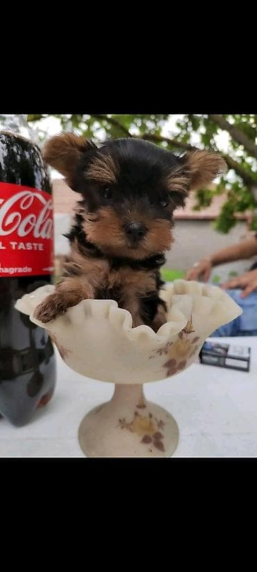 meso za pse prodaja: Jorkšir terijer – štenci iz kućnog legla majka ima kilo i po otac 980 — 3