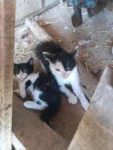 prodaja maca: Poklanjam dve mace, stare oko 2 meseca . Okolina Kragujevca — 5
