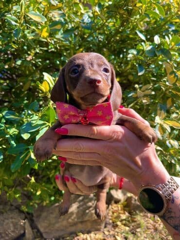 egzoticne ptice prodaja: Odgajivacnica pasa "Happy Puppies" ima u ponudi patuljaste jazavicare — 6