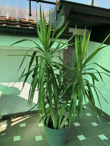 čarobne zvučne priče 2: Dve novogodisnje zvucne knjigice za decu,jedna je 800dinara,knjigici — 24