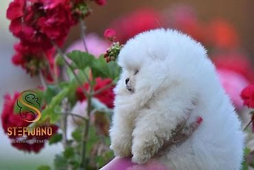 mali psi za stan cena: Pomeranac Boo. Čistokrvni štenci pomeranca,vrhunskog porekla — 2