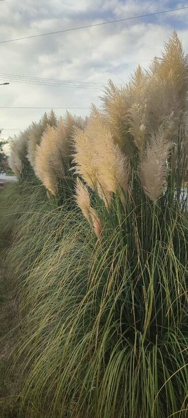 Palm Tree: Pampas na prodaju. 50 din kom. Za vece kolicine pampasa(preko 500 — 2