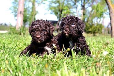 Sweatpants: Lagotto Romagnolo štenci dostupni u odgajivačnici Ideal Dale Otkrijte — 5