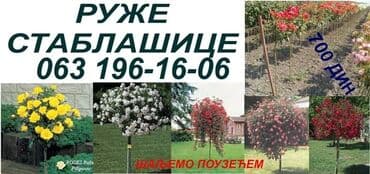 Baštenska dekoracija: Ruže stablašice – ukrasne ruže kalemljene - Različite boje i oblici — 5