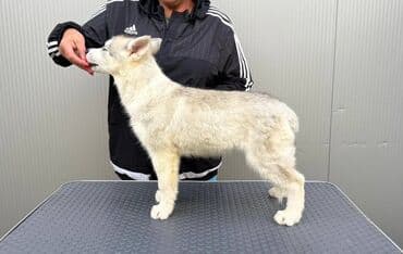 Dogs: Prodajem zensko stene Sibirskog haskija staro 3 meseca, vrhunskog — 2