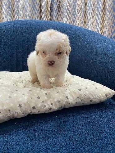 psi koji trazi tartufe: Na prodaju cistokrvni lagotto romagnolo stenci stari mesec i po i — 2