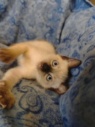 Cats: Dostupno sijamsko mače muškog pola, naviknuto na kućne uslove, naučeno — 2