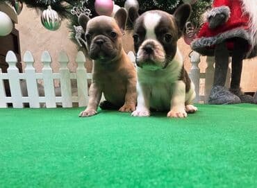 Dogs: Štenci francuskog buldoga. U novogodisnjoj ponudi sjajno leglo — 3