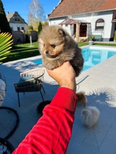 pomeranci na poklon: Pomeranci top kvaliteta, kratkih nosića, debelih šapa i bujne dlake — 5
