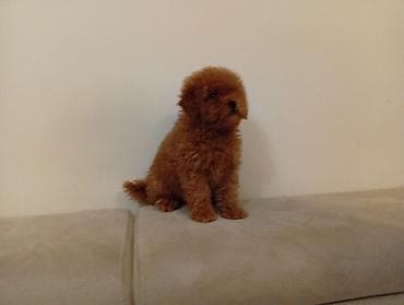 Toy pudla,star 3 meseca primio tri vakcine,odgajana u kućnim