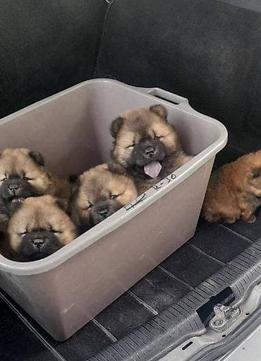 mali psi za stan na poklon: Chow Chow štenci Štenci Čau-Čau izložbenog potencijala sa rodovnikom — 6
