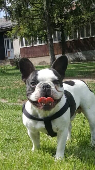 Mužjak francuskog buldoga dostupan za parenje. Dokazan u priplodu. Ima