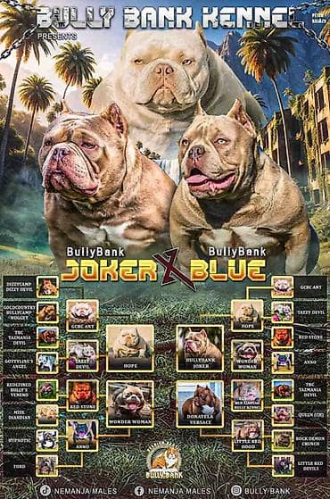 štene pomeranci na poklon: American Bully Ženka je stara 15 meseci, vrhunskog, izuzetnog porekla — 1