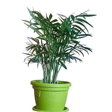 etazne peci: Sobna palma u saksiji – Chamaedorea elegans (parlor palm) - Ukrasna — 2