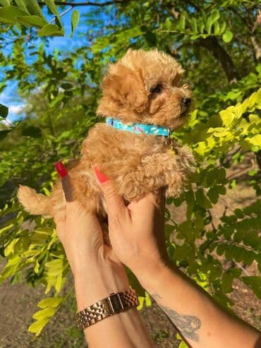 ovcari psi: Odgajivacnica pasa "Happy Puppies" ima u ponudi muzjake patuljaste i — 6