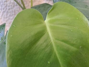 Furniture: Filadendron, jednostavan za odrzavanje — 1