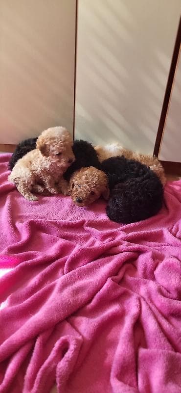 Mačke: Rasa: pudla (toy/mini tip) Štenci: više štenaca u leglu, crne i — 1